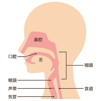 喉頭の役割とは？