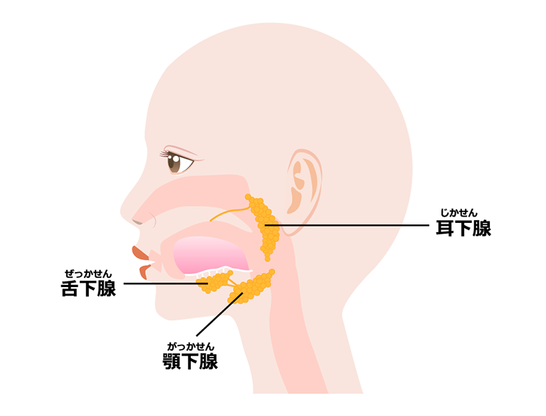 首にしこり 腫れがある 甲状腺疾患など 東大阪のながた耳鼻咽喉科クリニック